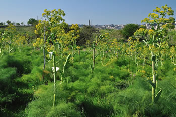 Parco della Murgia Materana